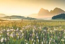 今天鹿岛鹿角足球比分-鹿岛鹿角激战绿茵场，今日比分背后的战术博弈与未来展望